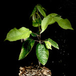 Bursera arborea 1 gallon - New World Frankincense Tree