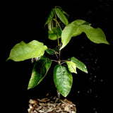 Bursera arborea 1 gallon - New World Frankincense Tree