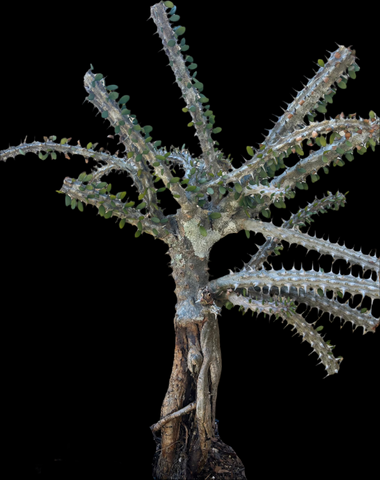 Alluaudia procera Bonsai Specimen A | Madagascar Ocotillo 