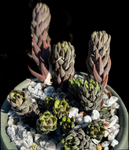 Haworthia coarctata Specimen - Available Potted in Stockman Pottery or Unpotted - Great Gift!