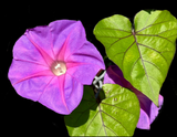 Blue dawn flower Ipomoea indica Florida Native