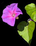 Blue dawn flower Ipomoea indica Florida Native