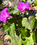 Blue dawn flower Ipomoea indica Florida Native