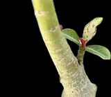 Adenium obesum | Triple Variegated | Seed grown 5" pot Exact Plant