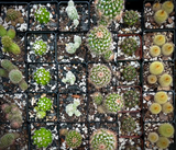 Wholesale Cactus Order Online