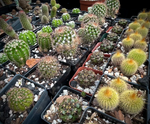 Wholesale Cactus Order Online