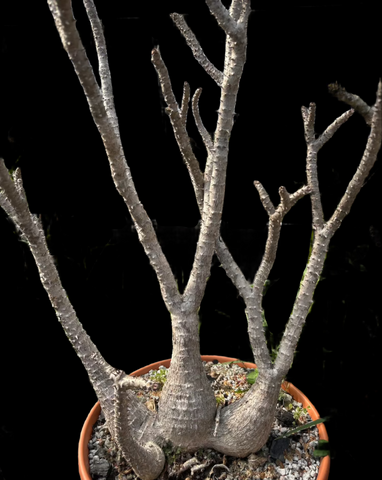 Pachypodium baronii windsori Rare Madagascar Palm