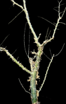 Commiphora simplicifolia