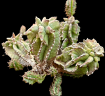 Euphorbia horrida monstrose | Stock Breeder Plant | Rare Form