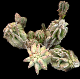 Euphorbia horrida monstrose | Stock Breeder Plant | Rare Form