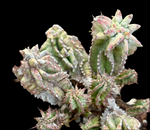 Euphorbia horrida monstrose | Stock Breeder Plant | Rare Form