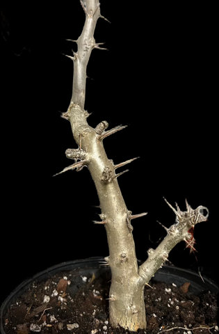 Pachypodium saundersii Madagascar Palm