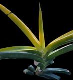 Sansevieria Star Canary - Rare Akebono Style Variegation | Stock Breeder LARGE