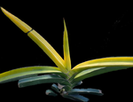 Sansevieria Star Canary - Rare Akebono Style Variegation | Stock Breeder LARGE