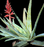 Aloe hardyi | RARE Cliff Aloe Species | Large Specimen