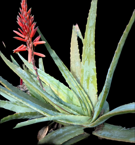 Aloe hardyi | RARE Cliff Aloe Species | Large Specimen