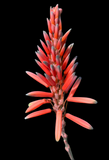 Aloe hardyi | RARE Cliff Aloe Species | Large Specimen