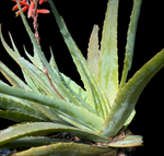 Aloe hardyi | RARE Cliff Aloe Species | Large Specimen