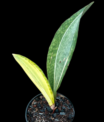 Sansevieria Bruda variegated masoniana x elliptica hybrid