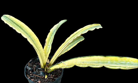 Sansevieria bhitalae variegated hybrid