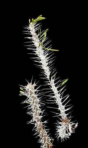 Didieria trollii Madagascar Spiny Forest