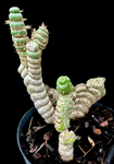 Eulychina castanea Spiral Crested Cactus