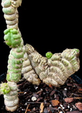 Eulychina castanea Spiral Crested Cactus