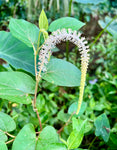 Saururus cernuus | Lizard Tail | Florida Native Wetland Plant