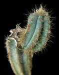 Blue Torch Cactus Pilosocereus azureus