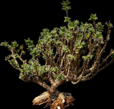 Trichodiadema bulbosum Dwarf Mesemb Ice Plant Bonsai