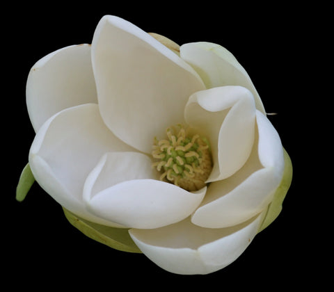 Sweetbay Magnolia | Magnolia virginiana | Florida Native Flowering Tree