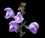 Scutelleria integrifolia | Rough Skullcap, Helmet Skullcap | Florida Native Wildflower