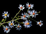 Rice button aster Symphotrichum dumosum Florida native wildflower