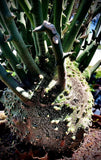 Adenia globosa Rooted Cuttings | Caudex Forming Passiflora Family | Cuttings Will Form Caudex