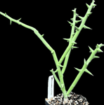Adenia globosa Rooted Cuttings | Caudex Forming Passiflora Family | Cuttings Will Form Caudex - Paradise Found Nursery