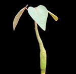 Adenia stylosa Seed Grown Black Leaf Adenia Big Caudex - Paradise Found Nursery