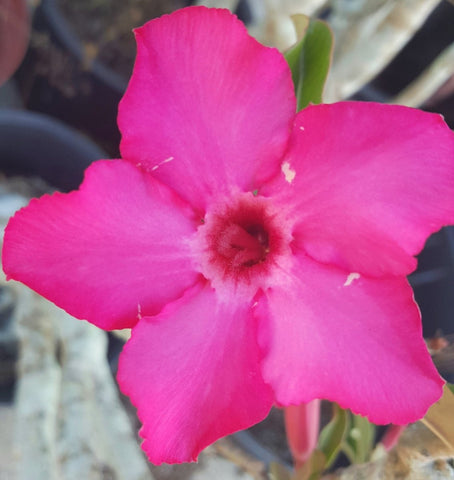 Adenium boehmianum 3" Rare Desert Rose - Paradise Found Nursery