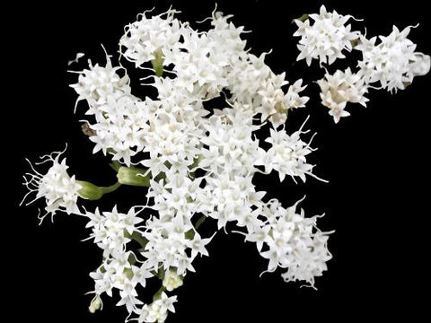 ageratina jucunda Hammock Snakeroot Florida native