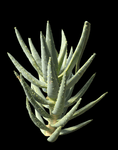 Aloe dichotoma Quiver Tree (Aloidendron dichotomum) Large 3 gallon - Paradise Found Nursery