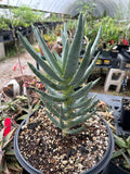 Aloe dichotoma Quiver Tree (Aloidendron dichotomum) Large 3 gallon - Paradise Found Nursery