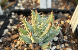 Aloe erinacea Rare Collector Aloe Species - Paradise Found Nursery
