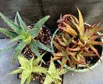 Aloe hybrid Collection Red White & Blue - Paradise Found Nursery