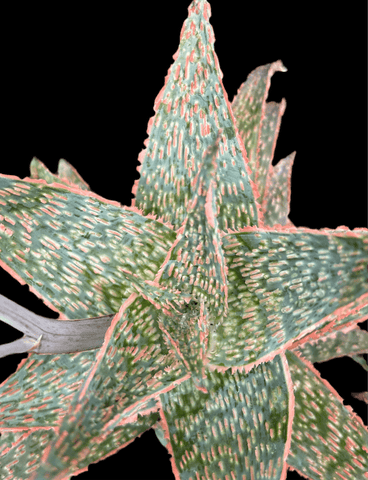 Aloe hybrid 'Donnerel' Specimen Size! Rare purple aloe hybrid - Paradise Found Nursery