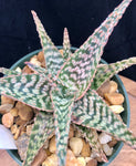 Aloe Moonglow | Easy Beginner White Aloe Hybrid - Paradise Found Nursery