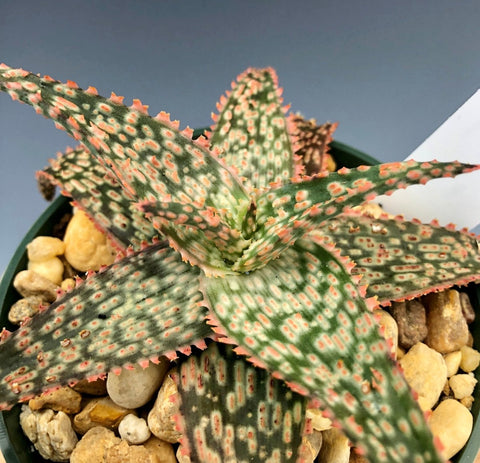 Aloe Pike 4" - Paradise Found Nursery