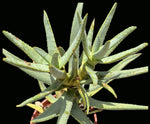 Aloe ramosissima Two Headed Specimen Seed Grown Tree Aloe - Paradise Found Nursery