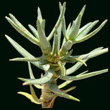 Aloe ramosissima Two Headed Specimen Seed Grown Tree Aloe - Paradise Found Nursery