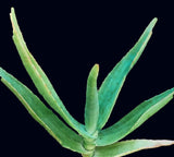 Aloe thraskii | South African Tree Aloe Species | Seed Grown - Paradise Found Nursery