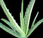 Aloe vera Variegated Large Rare Variegated Aloe Species Variegated Aloe - Paradise Found Nursery