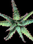 Aloe Wiley Coyote | Rare Karen Zimmerman Hybrid | Fantasy Aloe Collection